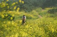 Biker radelt über eine blühende Wiese 