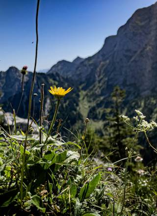Löwenzahn auf einer Bergwiese im Sommer