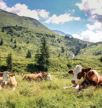 Kühe liegen in einer grünen Bergwiese