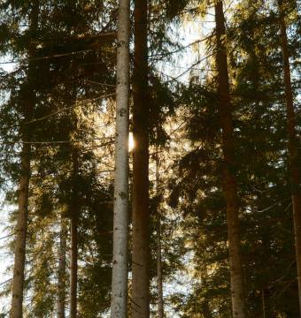 Sonne scheint leicht durch die Baumwipfel in einem Wald